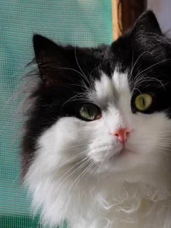окно, кошка, фон