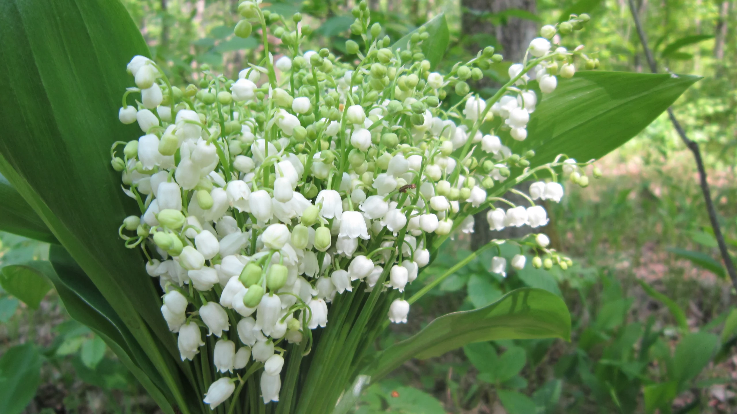 ландыши, весна