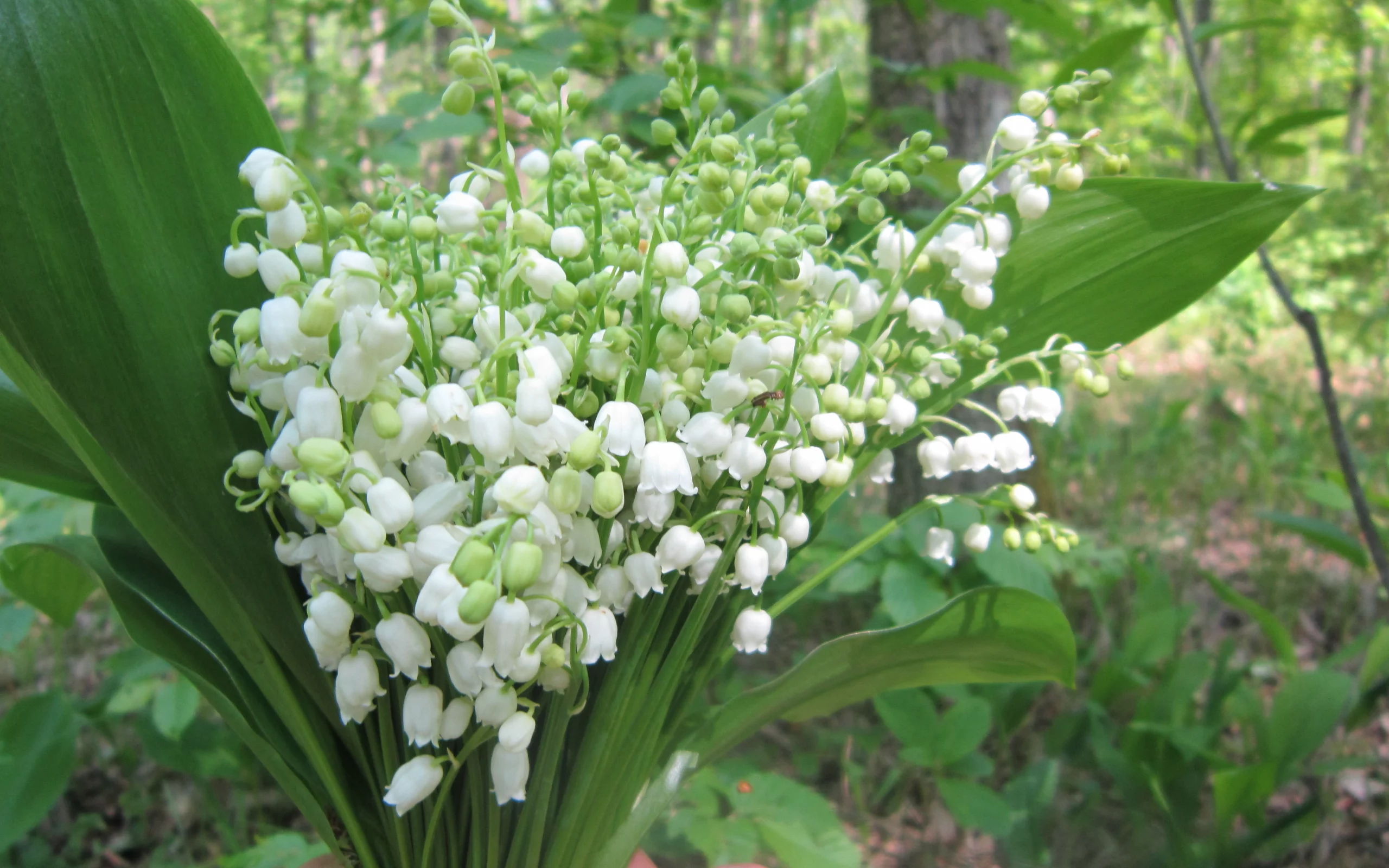 ландыши, весна