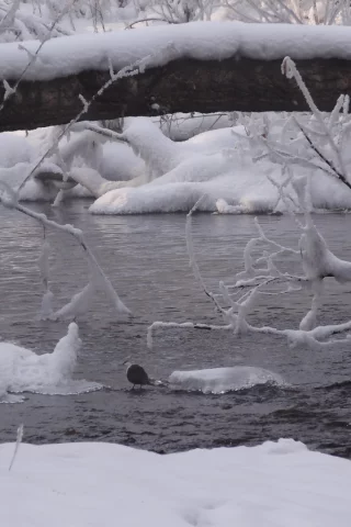 зима, снег, река, деревья, мороз