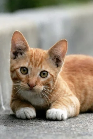 кот, рыжий, лежит, смотрит