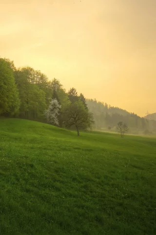природа, весна, после дождя, лес, трава, закат