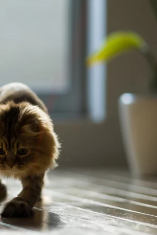 игра, ben torode, benjamin torode, нить, дом, daisy, кошка, доски, пол