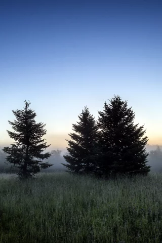 поле, пейзаж, деревья, природа, утро