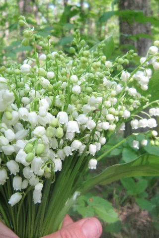 ландыши, весна
