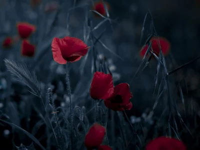 цветы, фон, природа, маки