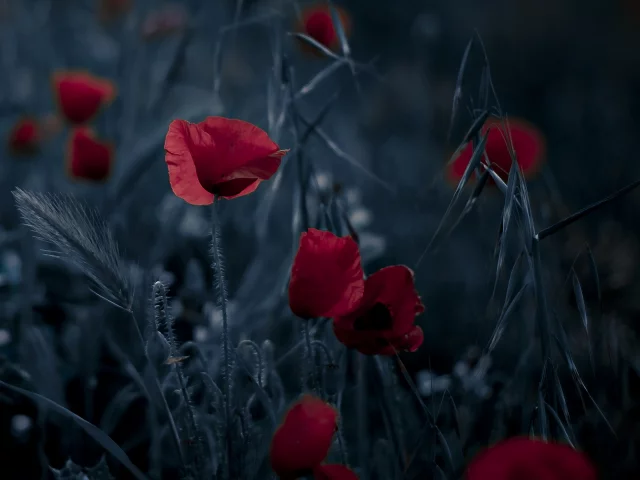 цветы, фон, природа, маки