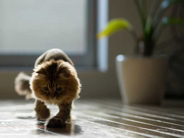 игра, ben torode, benjamin torode, нить, дом, daisy, кошка, доски, пол