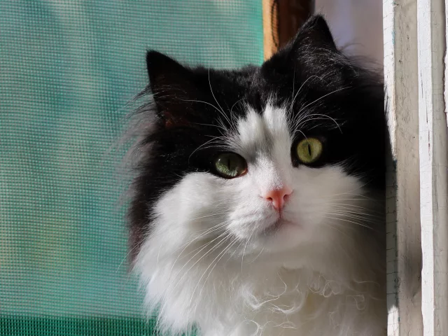 окно, кошка, фон
