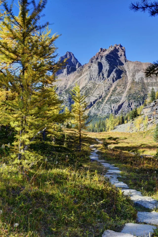 канада, горы, деревья, yoho national park, лес, canada, тропинка