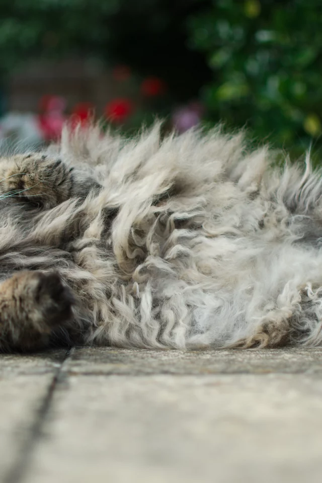 асфальт, котяра, лежа, кот, котэ, пушистый, толстый