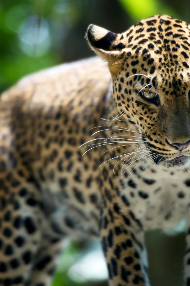 зверь, leopard, singapore zoo