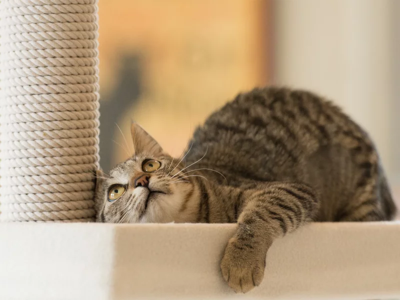 игра, внимание, лежа, кот, котэ, смотрит