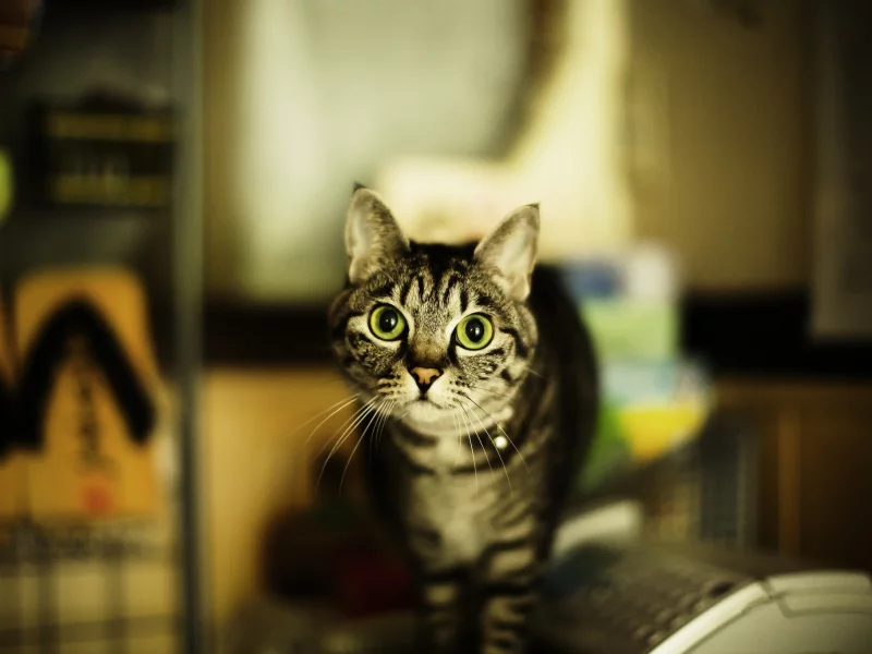 кошка, серая, усы, глаза, полосатая, кот, зеленые