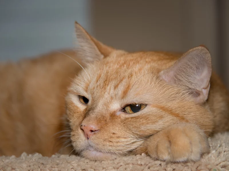 котэ, мордашка, рыжий кот