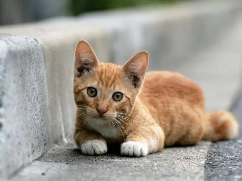 кот, рыжий, лежит, смотрит