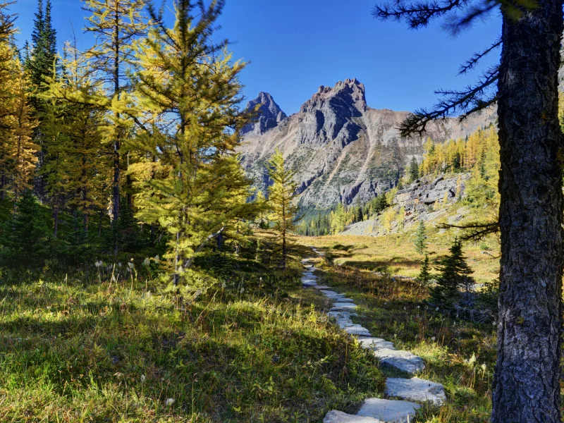 канада, горы, деревья, yoho national park, лес, canada, тропинка