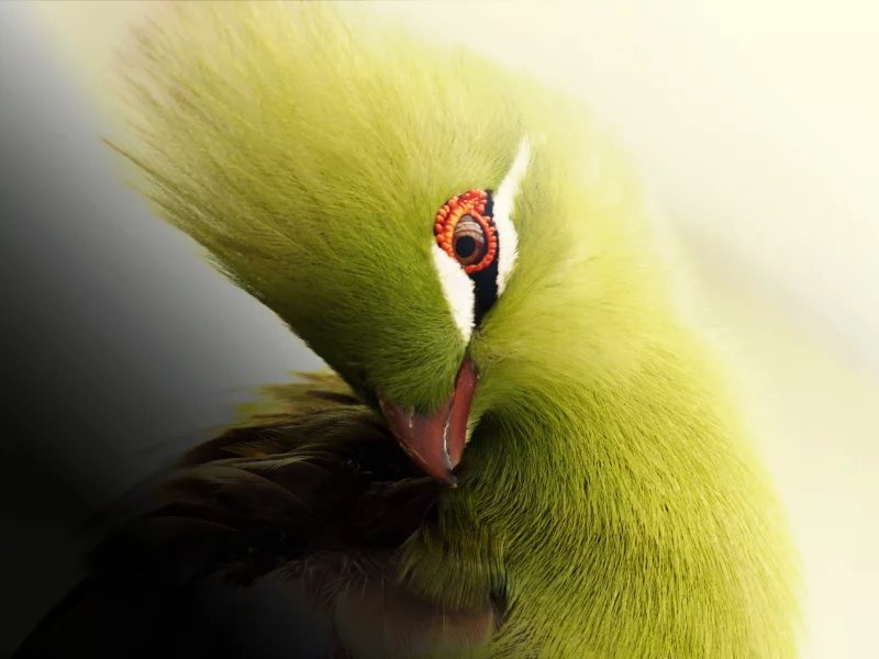 турако, африка, птица, knysna turaco