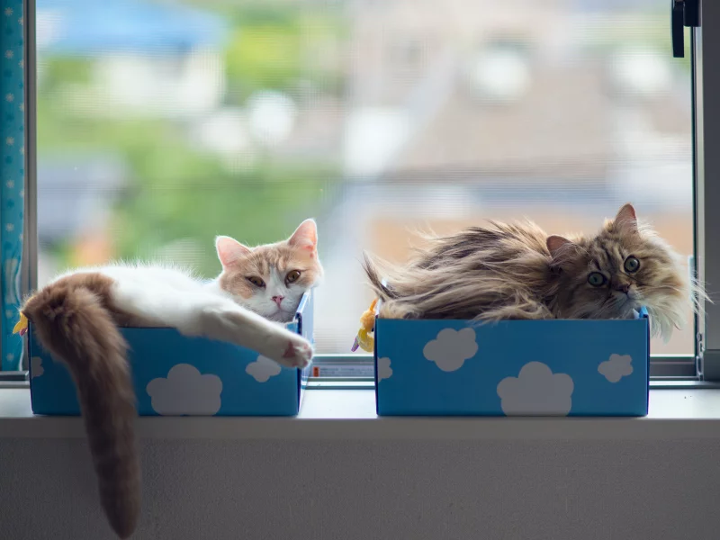 коробки, hannah, daisy, кошки, ben torode, benjamin torode, окно