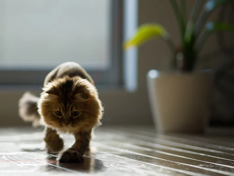 игра, ben torode, benjamin torode, нить, дом, daisy, кошка, доски, пол