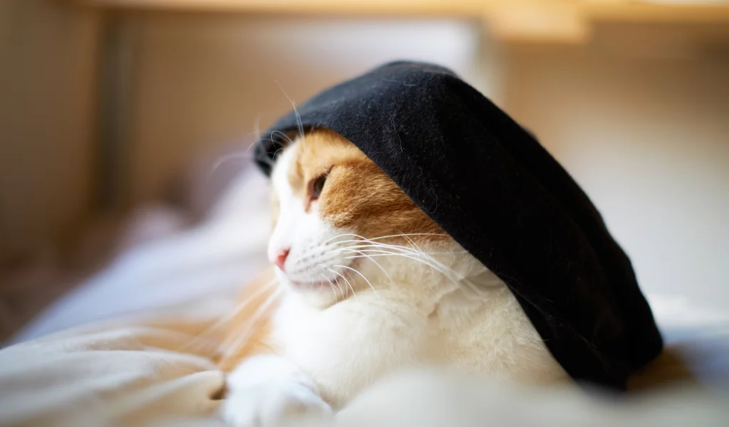 одежда, бело-рыжая, кошка, кот