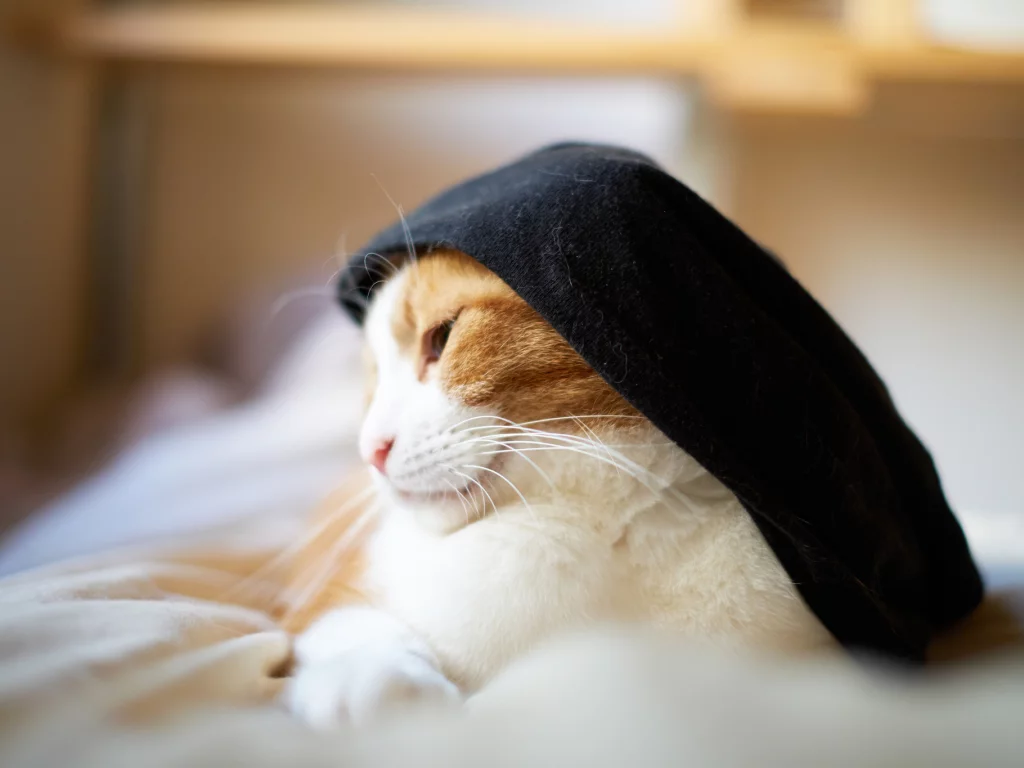 одежда, бело-рыжая, кошка, кот