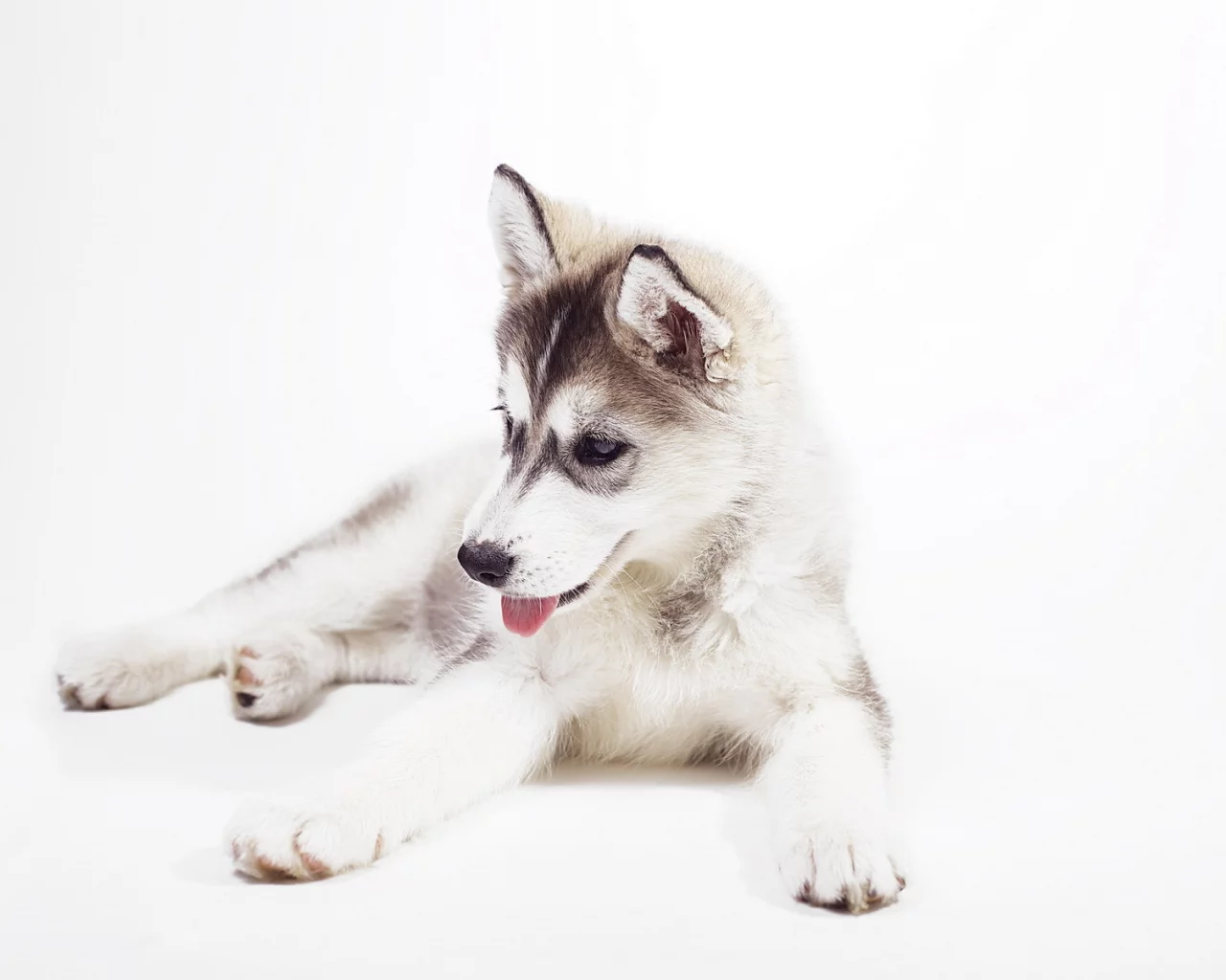sweet, husky puppy, siberian husky