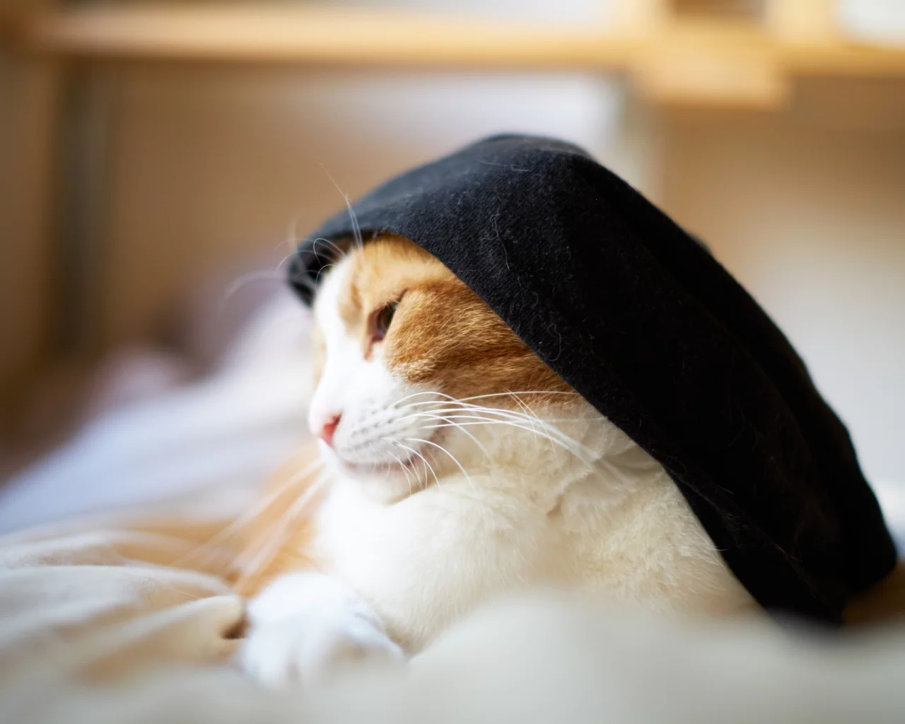 одежда, бело-рыжая, кошка, кот