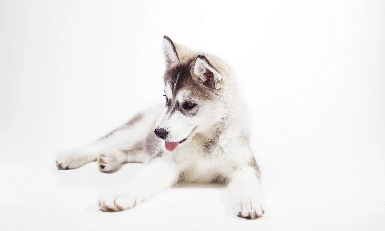 sweet, husky puppy, siberian husky