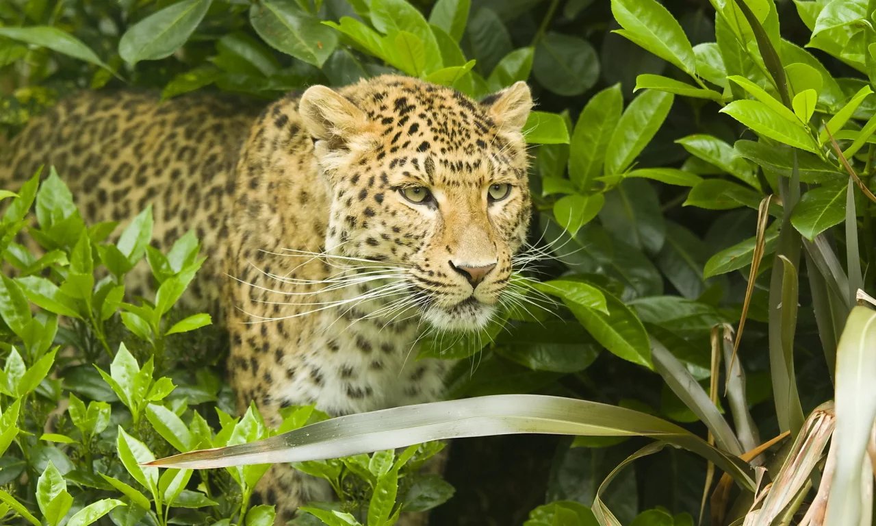 хищник, усы, leopard, кустарник, panthera pardus, леопард, морда