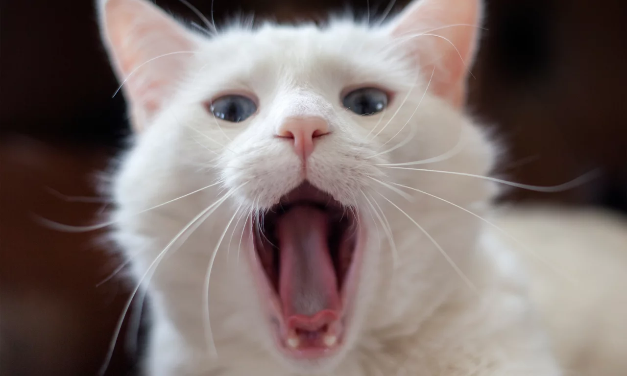 белый, язык, зевает, кот