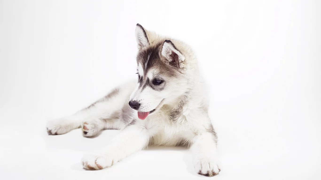 sweet, husky puppy, siberian husky