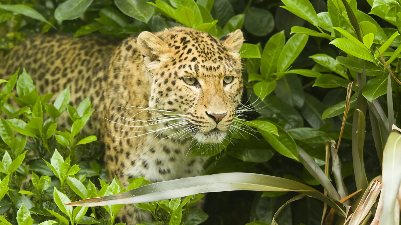 хищник, усы, leopard, кустарник, panthera pardus, леопард, морда