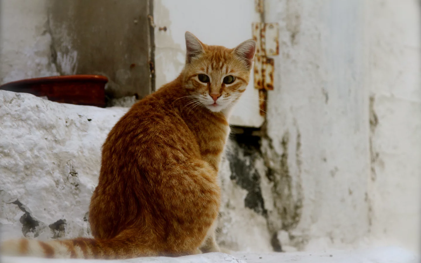 кот, кошка, уличный, рыжий, фон