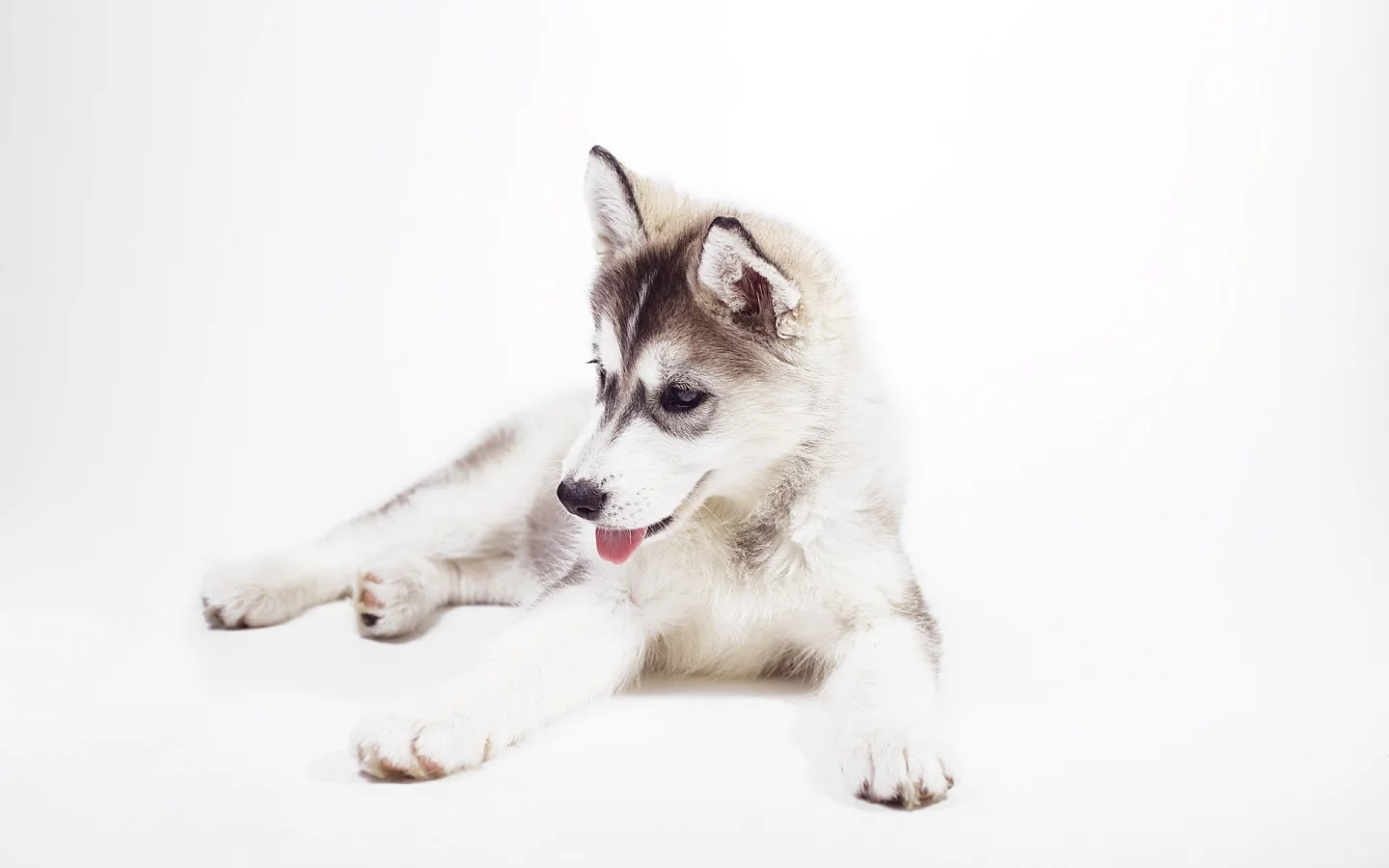 sweet, husky puppy, siberian husky