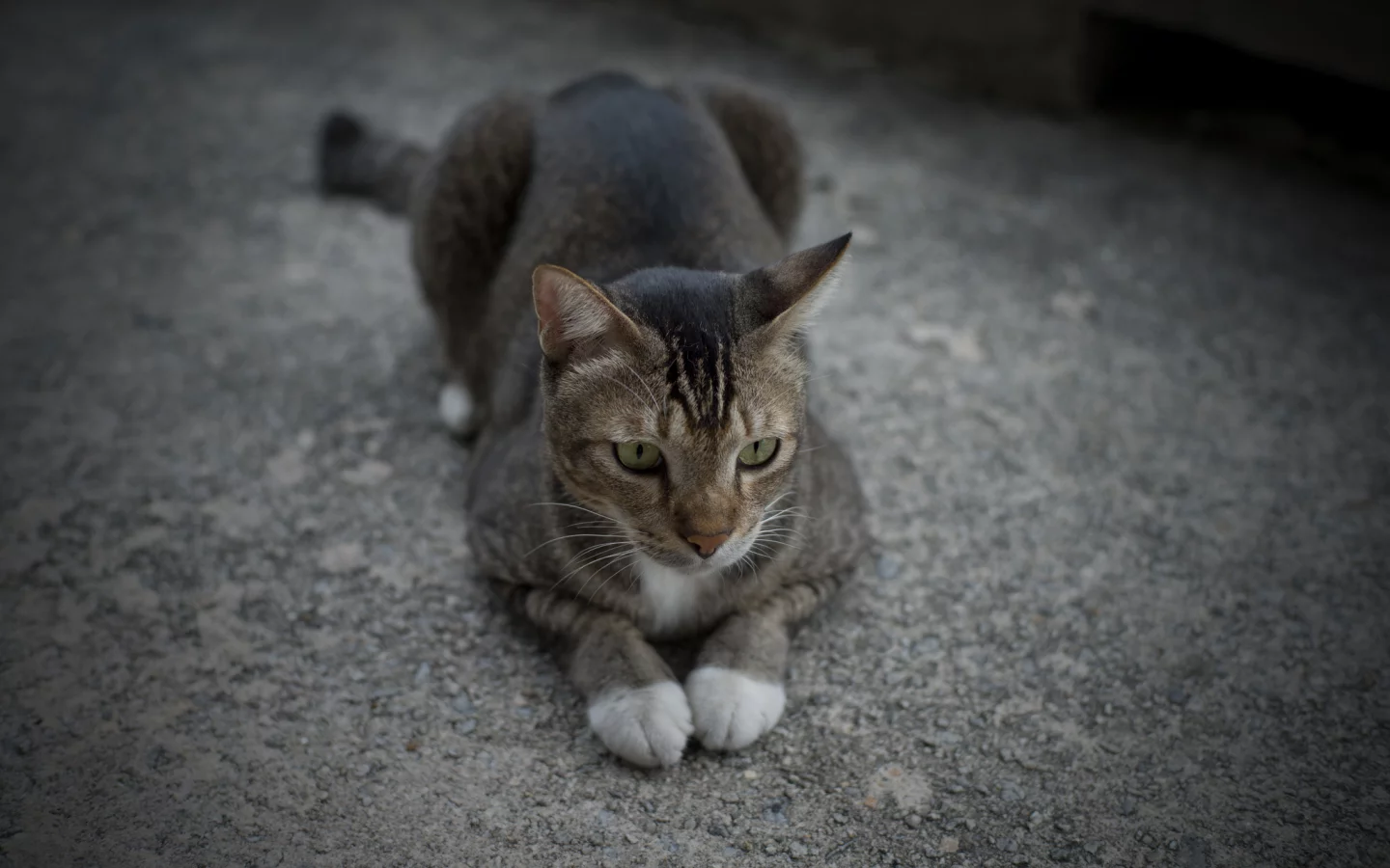 лапки, лежит, кот, серый, вместе, кошка