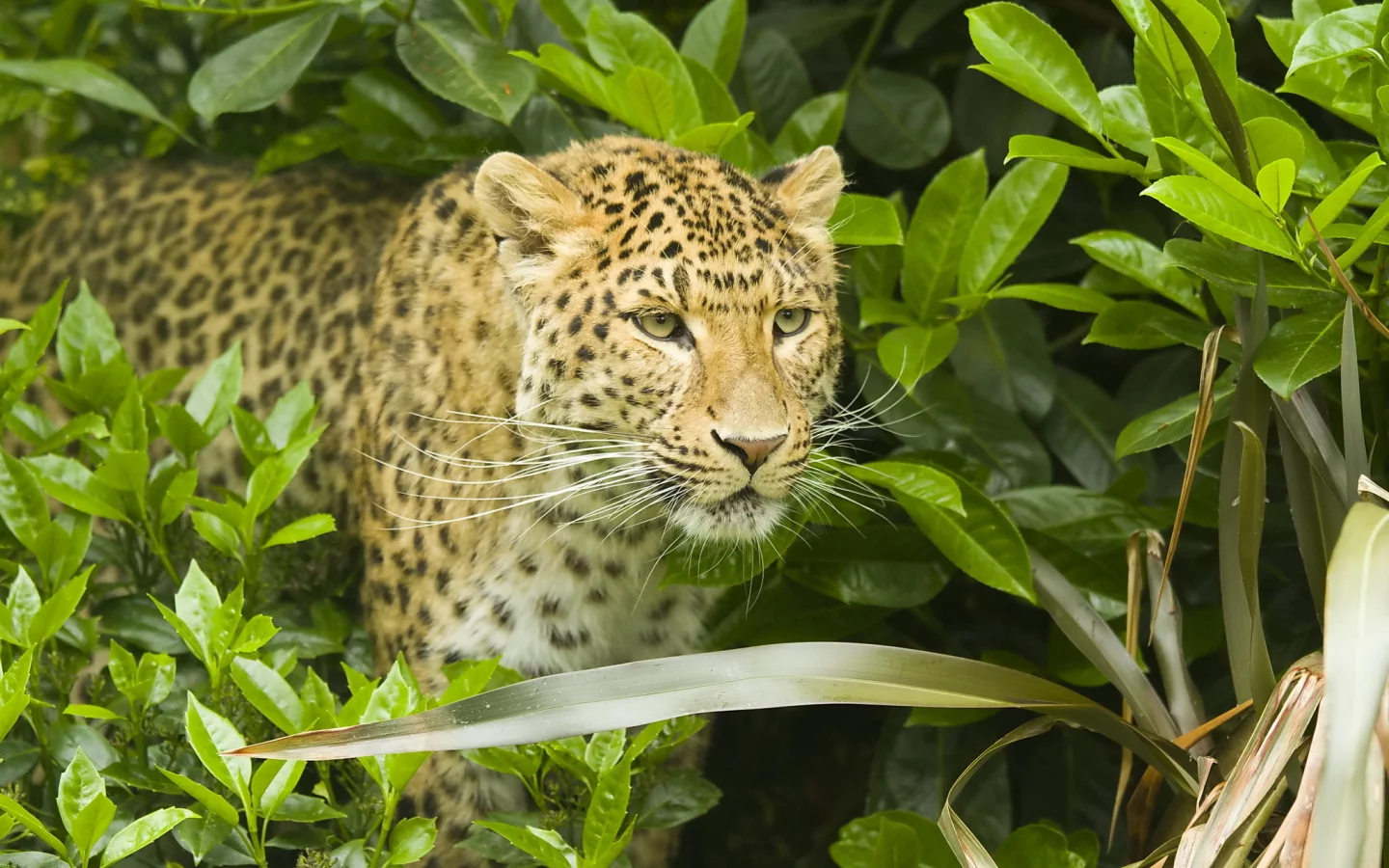 хищник, усы, leopard, кустарник, panthera pardus, леопард, морда