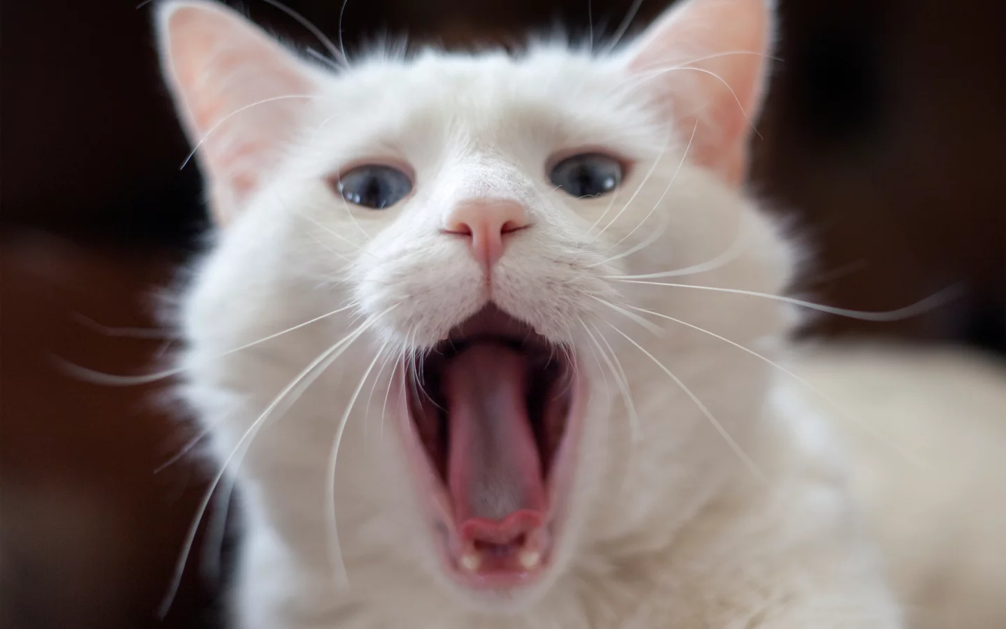  белый, язык, зевает, кот