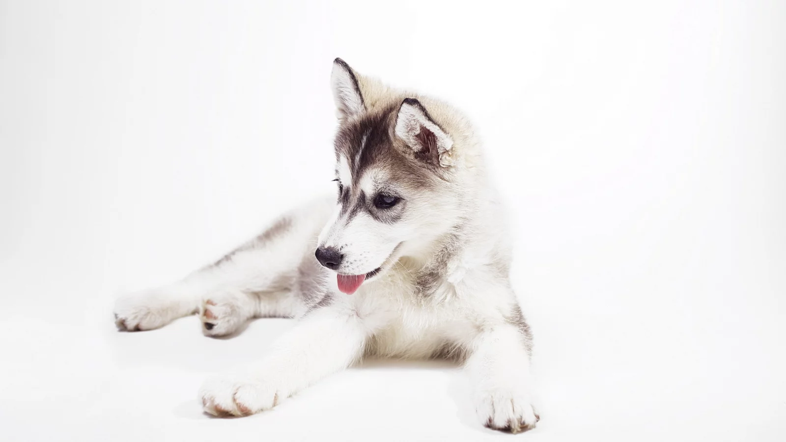 sweet, husky puppy, siberian husky