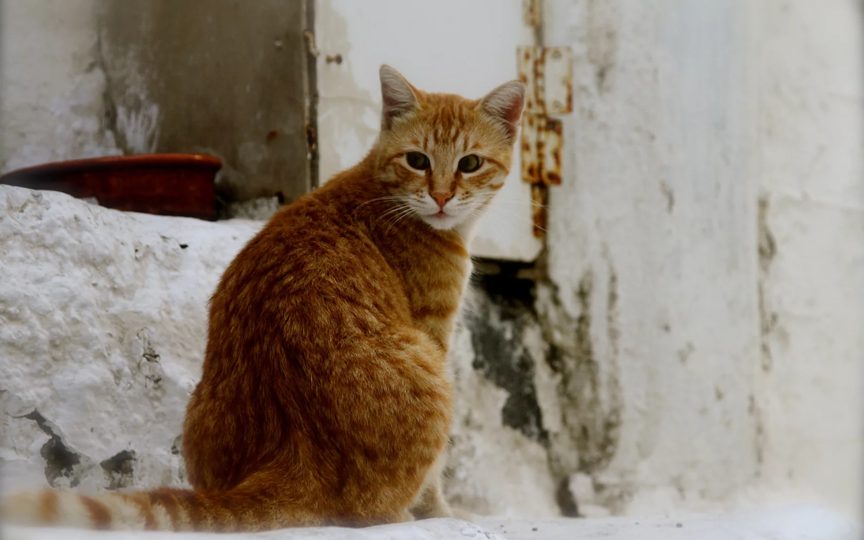 кот, кошка, уличный, рыжий, фон