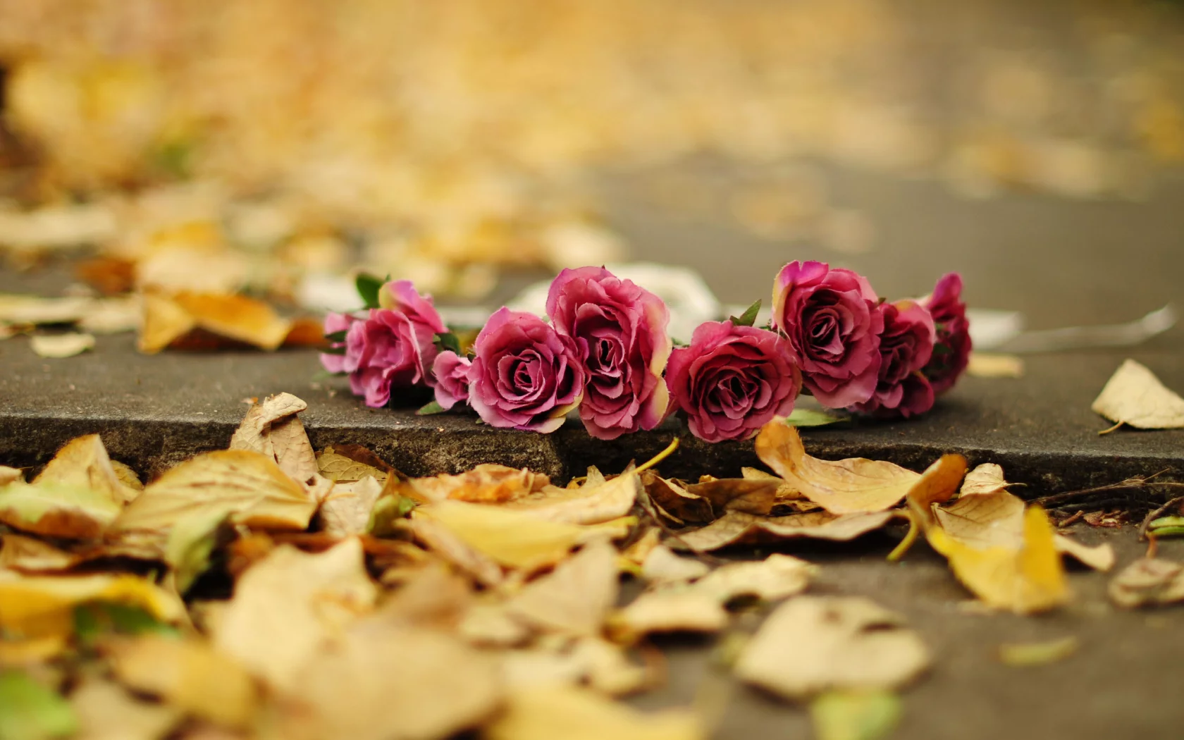 роза, цветы, flower, цветочки, розы, розочка, листья