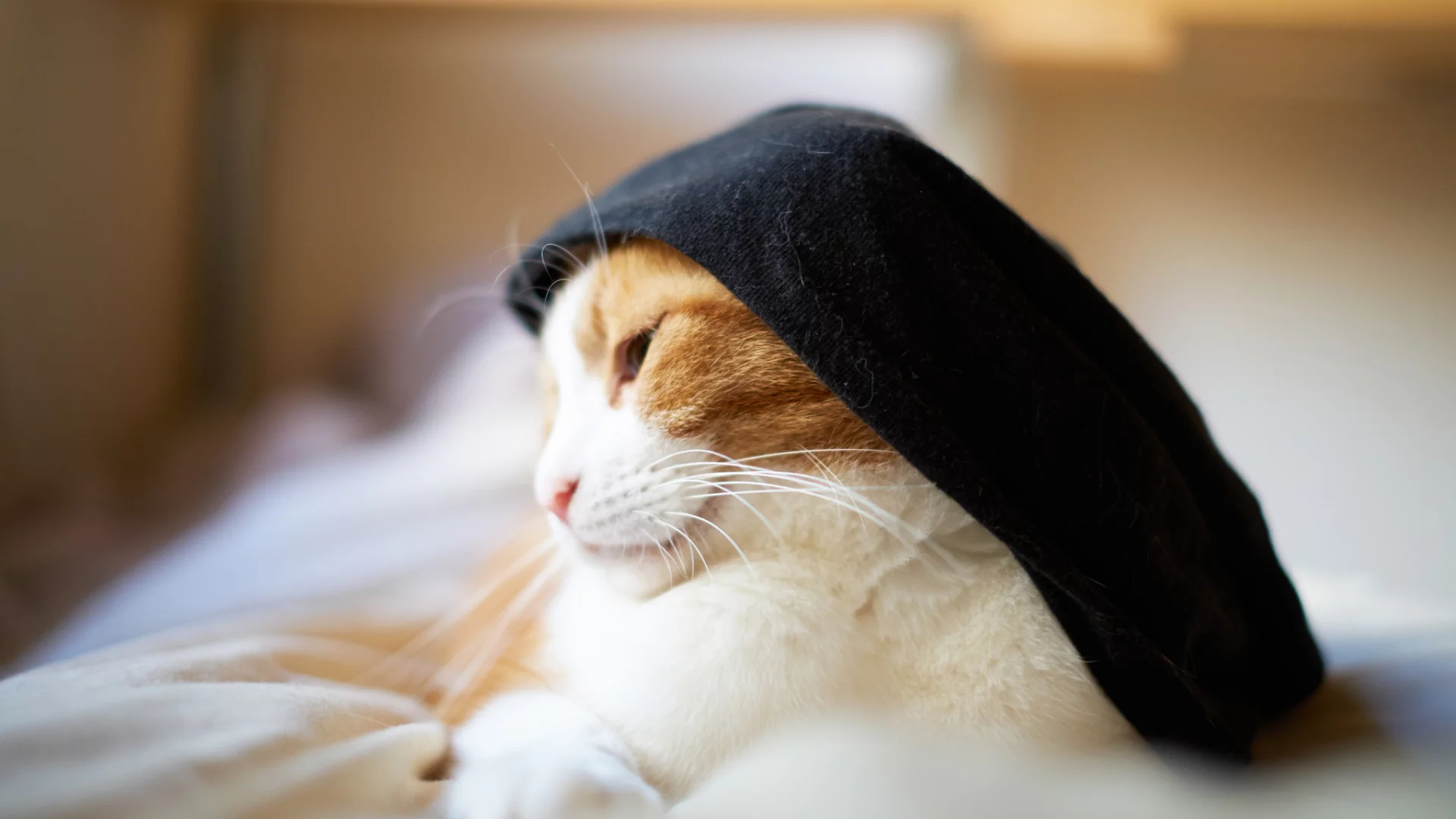 одежда, бело-рыжая, кошка, кот
