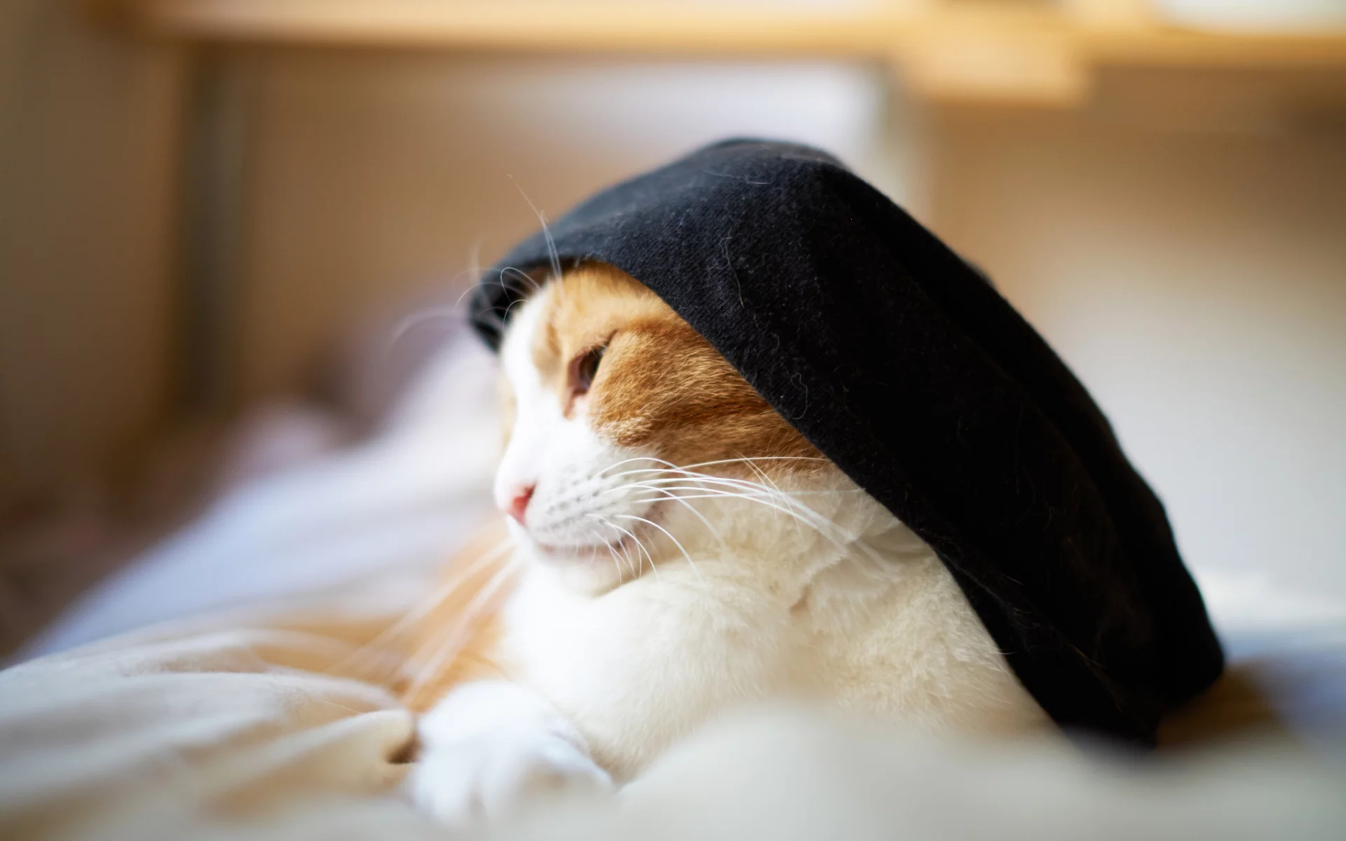 одежда, бело-рыжая, кошка, кот