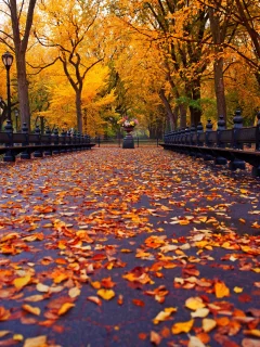 парк, осень, листья, природа, аллея, скамейка, деревья
