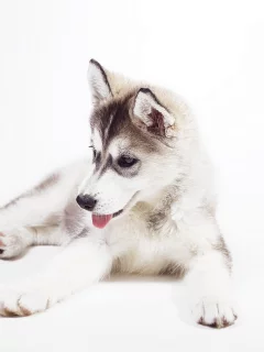 sweet, husky puppy, siberian husky