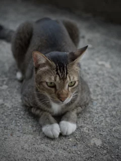 лапки, лежит, кот, серый, вместе, кошка