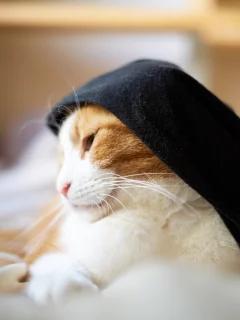 одежда, бело-рыжая, кошка, кот