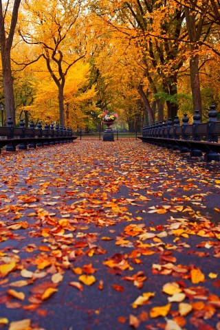 парк, осень, листья, природа, аллея, скамейка, деревья