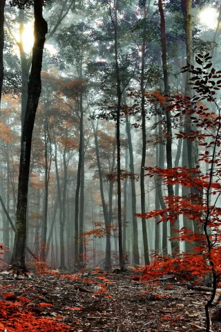 осень, лес, утро, туман, деревья
