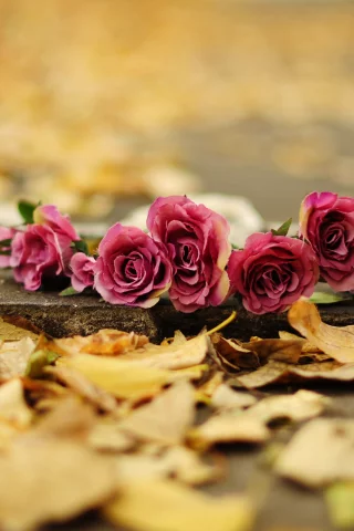роза, цветы, flower, цветочки, розы, розочка, листья